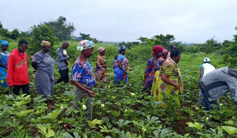 Projet de Promotion des filières horticoles au Togo (PROFIT)